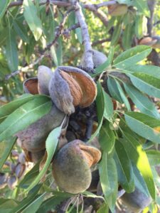 almendras ecologicas almazara la alqueria